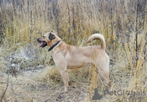 Photo №3. A dog with beautiful eyes is looking for the best owner.. Russian Federation