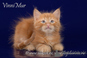 Photo №4. I will sell siberian cat in the city of St. Petersburg. from nursery - price - Is free