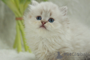 Photo №1. british longhair - for sale in the city of Dnipro | 300$ | Announcement № 51381