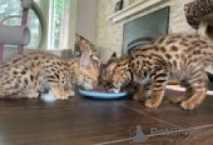 Photo №3. serval kittens for sale. Germany