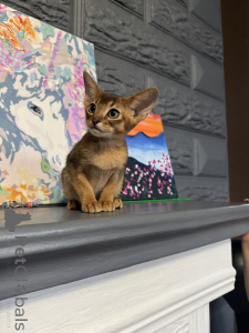 Photo №4. I will sell abyssinian cat in the city of Minsk. private announcement, from nursery, breeder - price - 600$
