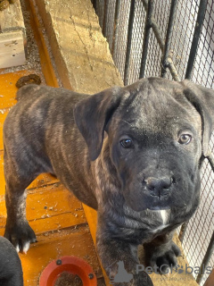 Photo №1. cane corso - for sale in the city of Бильгя | 600$ | Announcement № 91598