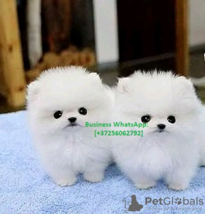 Photo №1. pomeranian - for sale in the city of Антверпен | 475$ | Announcement № 120676