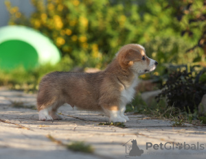 Photo №4. I will sell welsh corgi in the city of Cherepovets. breeder - price - 2366$