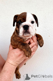 Photo №2 to announcement № 172330 for the sale of english bulldog - buy in Belgium 