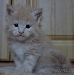 Photo №1. maine coon - for sale in the city of Sevastopol | 320$ | Announcement № 7822