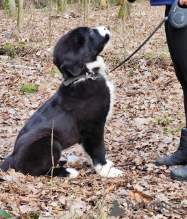 Photo №3. Central Asian Shepherd puppy. Poland