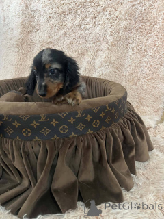 Photo №4. I will sell dachshund in the city of New Garden.  - price - 1032$