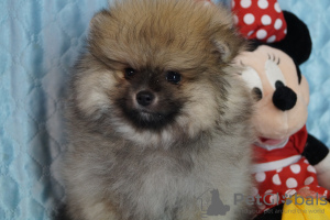 Photo №3. Spitz puppy boy. Russian Federation