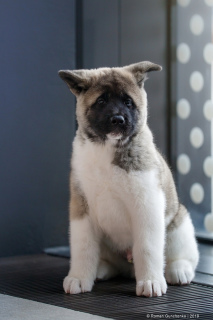Photo №3. American Akita puppies from titled chic Champion parents are open for sale!. Russian Federation