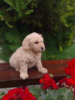 Photo №3. Labradoodle F1. Serbia