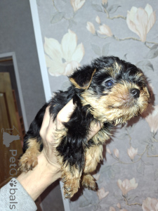 Photo №3. Purebred Yorkshire Terrier puppies. Latvia