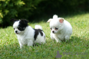 Photo №4. I will sell chihuahua in the city of Viersen. private announcement - price - Is free