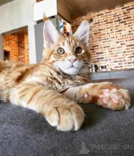 Photo №3. Elegant Maine Coon Kitten Majestic and Affectionate!. Germany