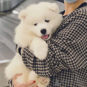 Photo №3. Purebred Samoyed puppies available for pick-up!. Greece