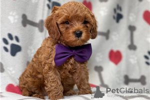 Photo №3. Beautiful Cavapoo Puppies For free adoption. Germany