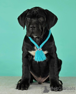 Photo №2 to announcement № 62403 for the sale of cane corso - buy in Russian Federation private announcement