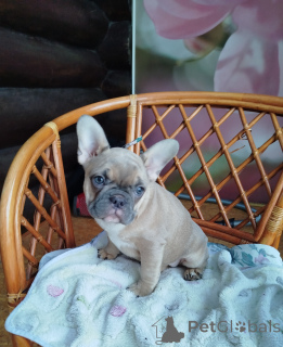 Photo №3. French bulldog. Belarus