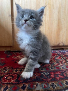Photo №1. british shorthair - for sale in the city of Barsel | 310$ | Announcement № 155353