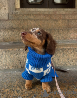 Photo №2 to announcement № 164009 for the sale of dachshund - buy in Finland private announcement, breeder
