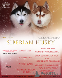 Photo №1. siberian husky - for sale in the city of Браслав | 350$ | Announcement № 7802