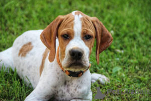 Photo №1. english pointer - for sale in the city of Abakan | 329$ | Announcement № 7601