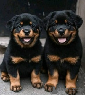 Photo №1. rottweiler - for sale in the city of Bologna | negotiated | Announcement № 157926