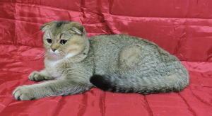 Photo №4. I will sell scottish fold in the city of Kharkov. breeder - price - 418$