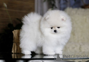 Photo №1. pomeranian - for sale in the city of Berlin | negotiated | Announcement № 83331