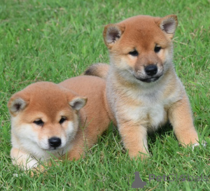 Photo №1. shiba inu - for sale in the city of Prague | negotiated | Announcement № 178311