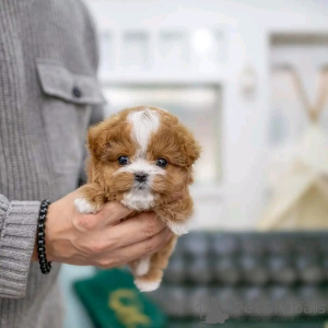 Photo №4. I will sell poodle (toy) in the city of Chicago. from the shelter - price - negotiated