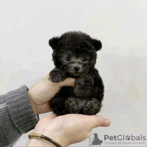 Photo №1. poodle (toy) - for sale in the city of Hegyeshalom | Is free | Announcement № 65051