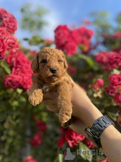 Photo №3. Miniature poodle puppies. Serbia