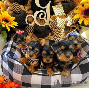 Photo №1. yorkshire terrier - for sale in the city of Valenciennes | 520$ | Announcement № 11629