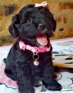 Photo №1. poodle (toy) - for sale in the city of Milan | 723$ | Announcement № 165795