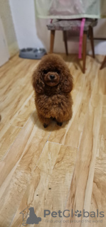 Photo №4. I will sell poodle (toy) in the city of Ужгород. private announcement - price - 800$