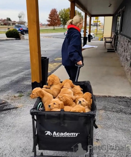 Photo №1. labrador retriever - for sale in the city of Warsaw | negotiated | Announcement № 119967