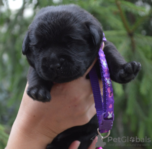 Additional photos: Labrador retriever puppies.