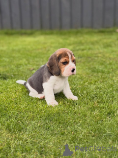 Photo №1. beagle - for sale in the city of Wolfsburg | negotiated | Announcement № 174969