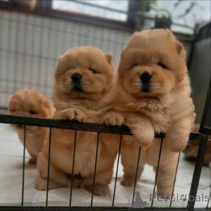 Photo №1. chow chow - for sale in the city of Berlin | 941$ | Announcement № 139058