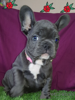 Photo №2 to announcement № 115877 for the sale of french bulldog - buy in Germany breeder