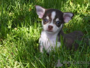 Photo №4. I will sell chihuahua in the city of Sydney.  - price - 500$