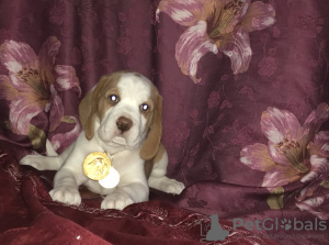 Photo №2 to announcement № 7985 for the sale of beagle - buy in Russian Federation from nursery