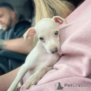 Photo №3.  Cucciolo di Levriero Italiano Chic Grazioso, Affettuoso e Pronto per una Casa. Germany