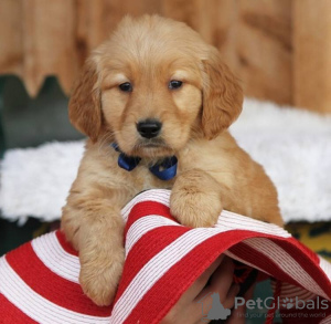 Photo №4. I will sell golden retriever in the city of Berlin. private announcement - price - 423$