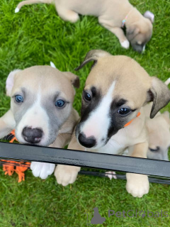 Photo №1. whippet - for sale in the city of Munich | negotiated | Announcement № 158215