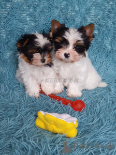 Photo №2 to announcement № 167461 for the sale of beaver yorkshire terrier - buy in Georgia private announcement, from nursery, breeder