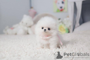 Photo №1. pomeranian - for sale in the city of Филадельфия | Is free | Announcement № 97161