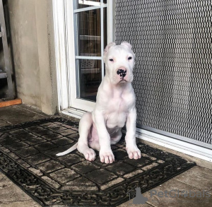 Photo №2 to announcement № 126078 for the sale of dogo argentino - buy in United States from the shelter, breeder