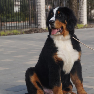 Photo №2 to announcement № 6092 for the sale of bernese mountain dog - buy in Russian Federation from nursery